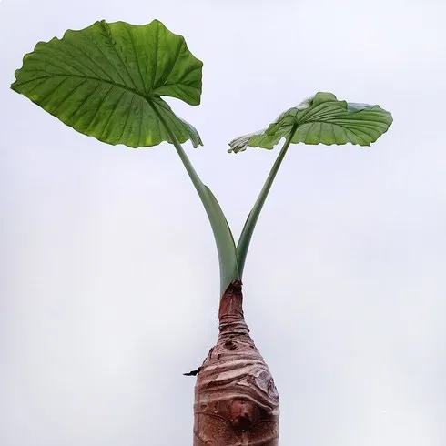 모르면 손해인 알로카시아 후기